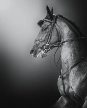 bridled-beauty-a-portrait Bridled Beauty: A Portrait
