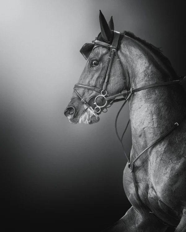 Bridled Beauty: A Portrait