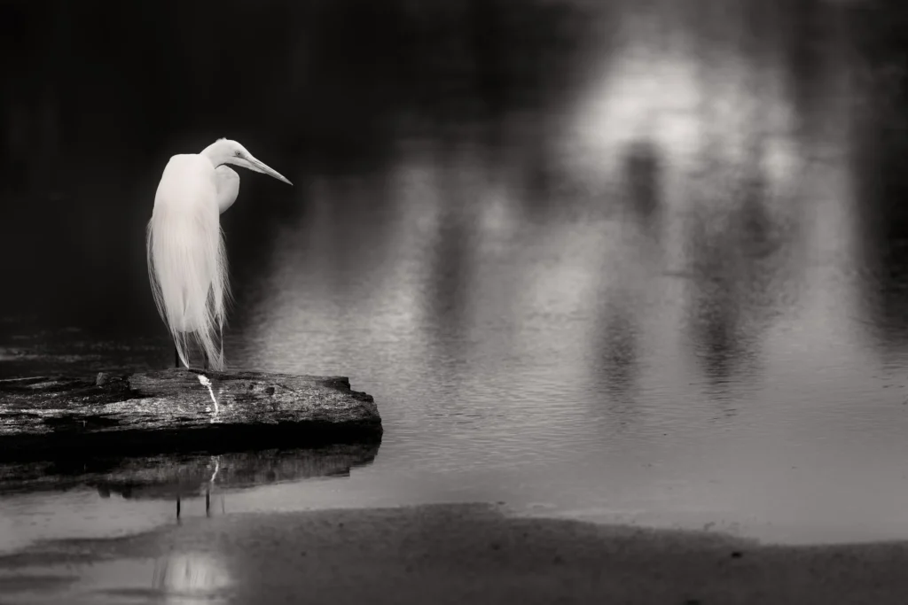 bw-04-alone-copy