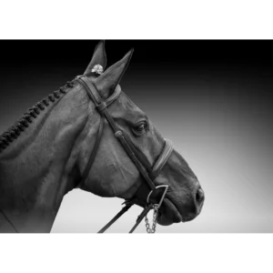 elegance-in-monochrome Elegance in Monochrome