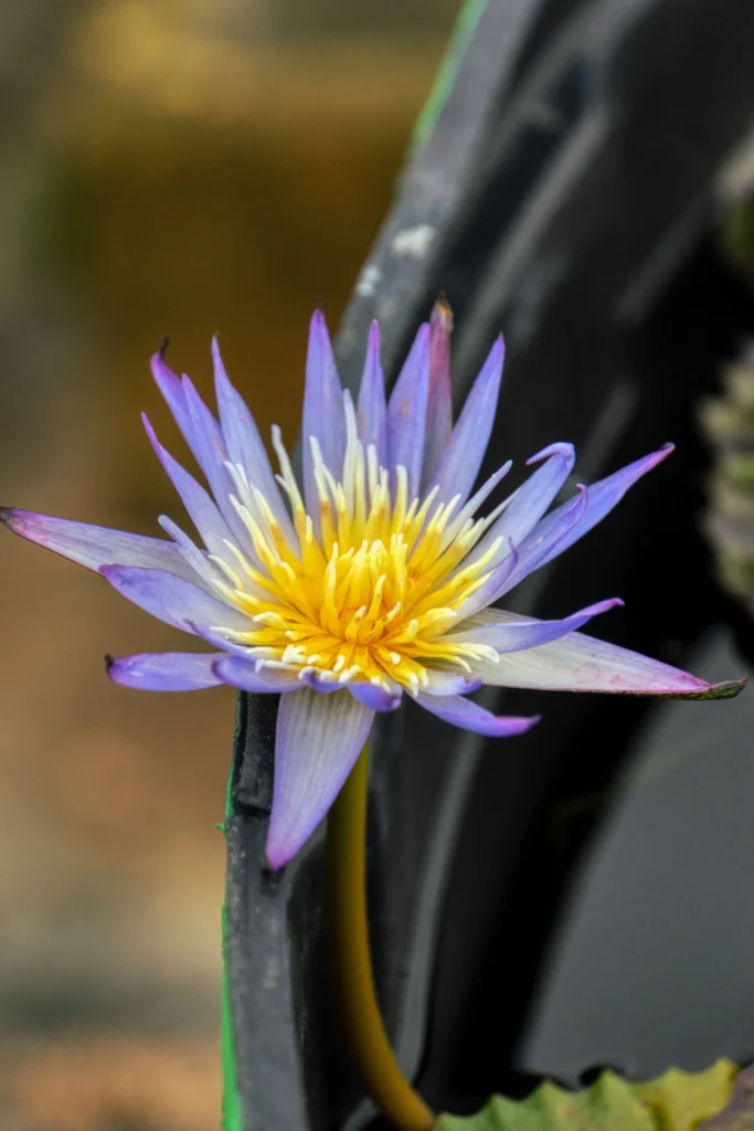 flowers-02-blossom
