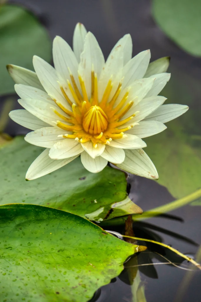 flowers-03-Water-Lily-yellow