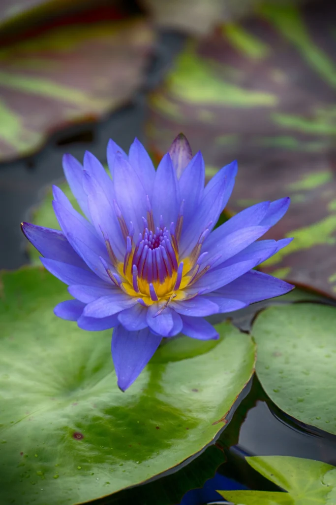 flowers-04-Water-Lily