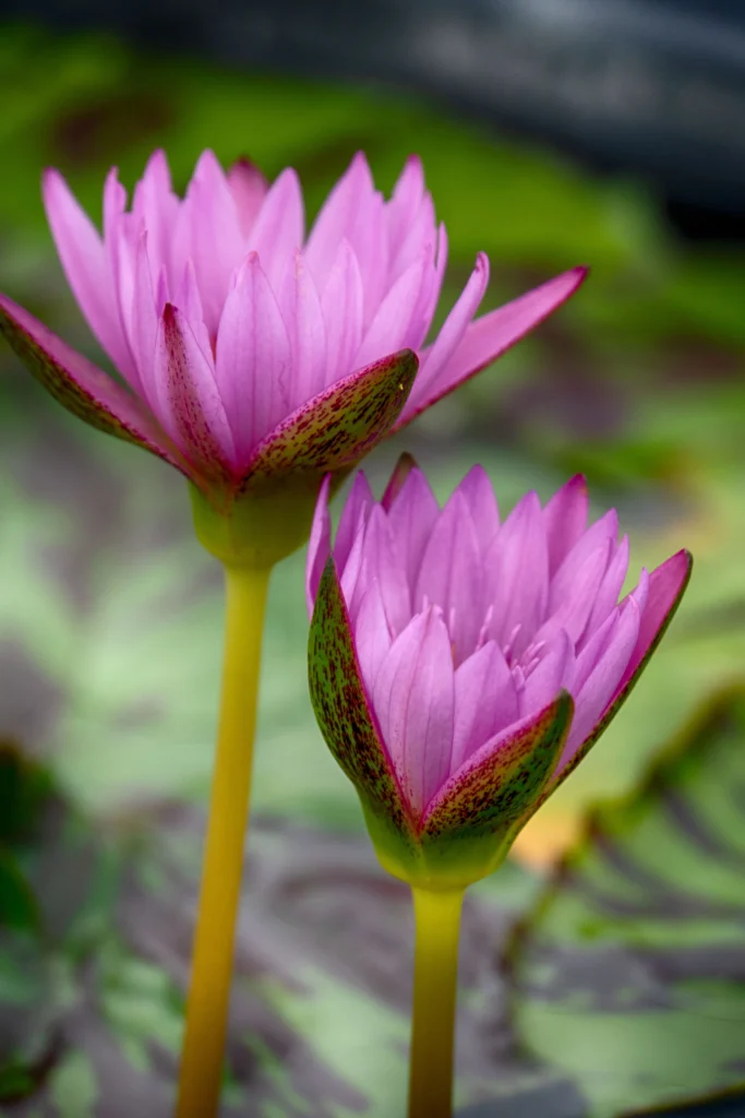 flowers-05-Nymphaeaceae