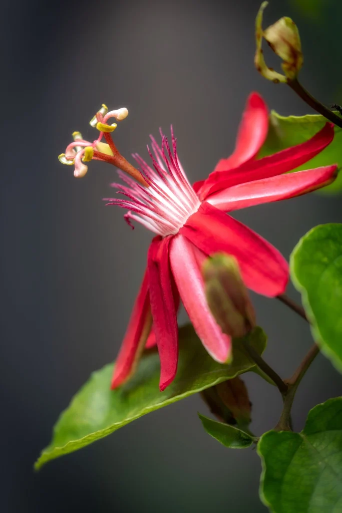 flowers-06-pasiflora