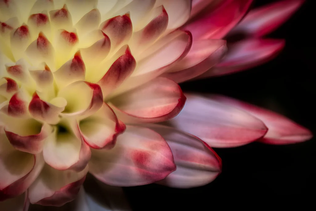 flowers-07-petals