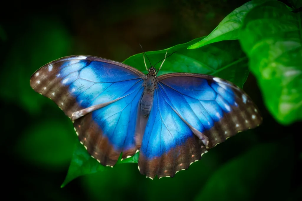 nature-02-blue-morpho