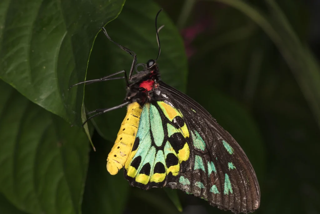 nature-06-papilio