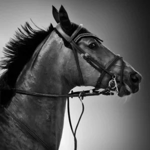 Noble Mane