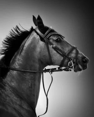 noble-mane Noble Mane