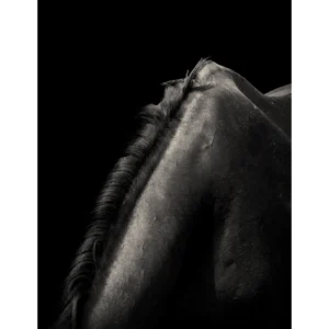 obsidian-mane Obsidian Mane