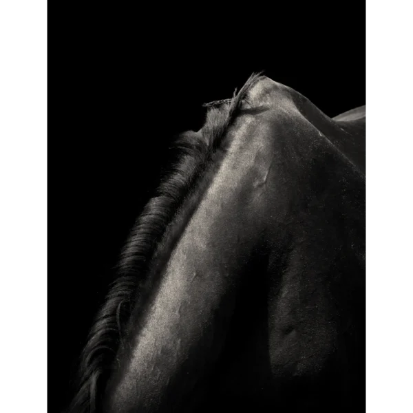 obsidian-mane Obsidian Mane