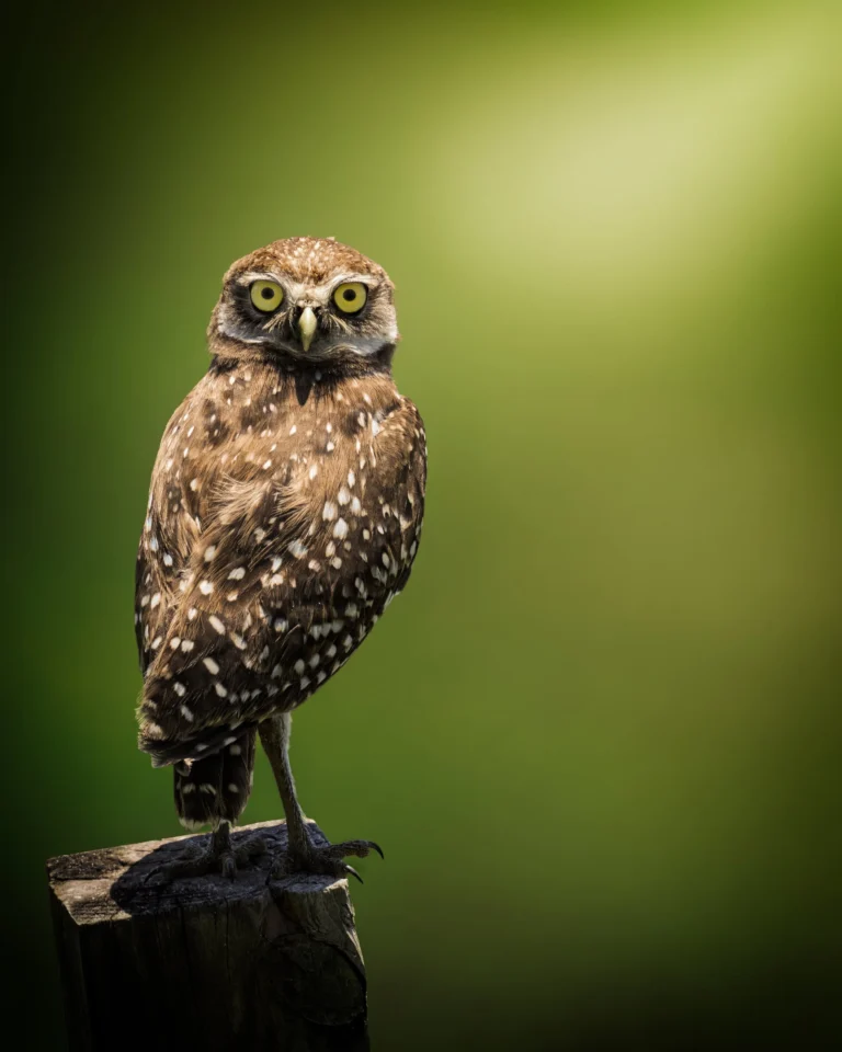 wildlife-01-Burrowing-Owl