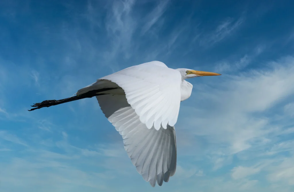 wildlife-02-ardea-alba