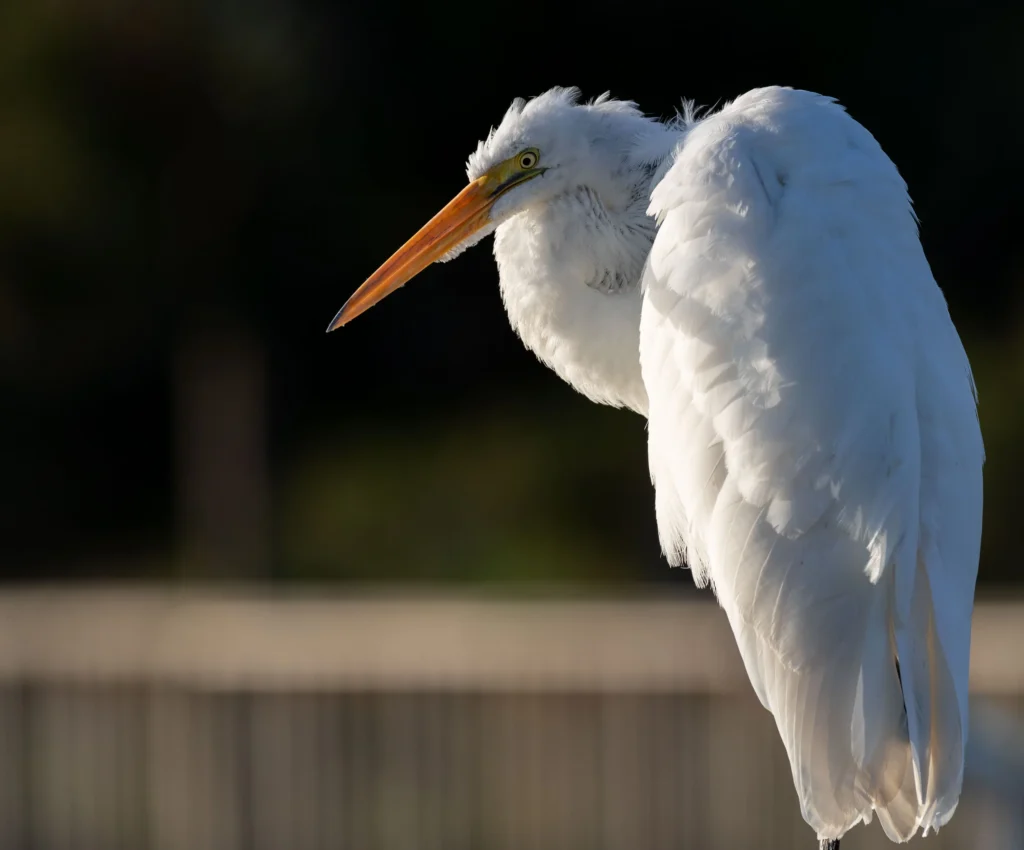 wildlife-03-ardea-alba2