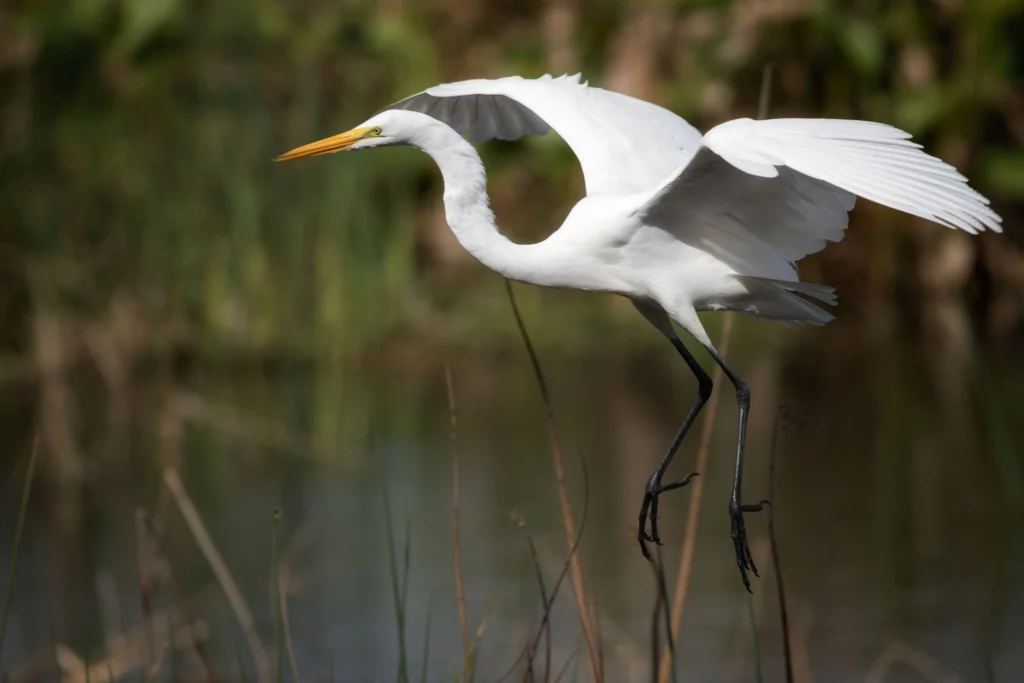 wildlife-04-great-egret3