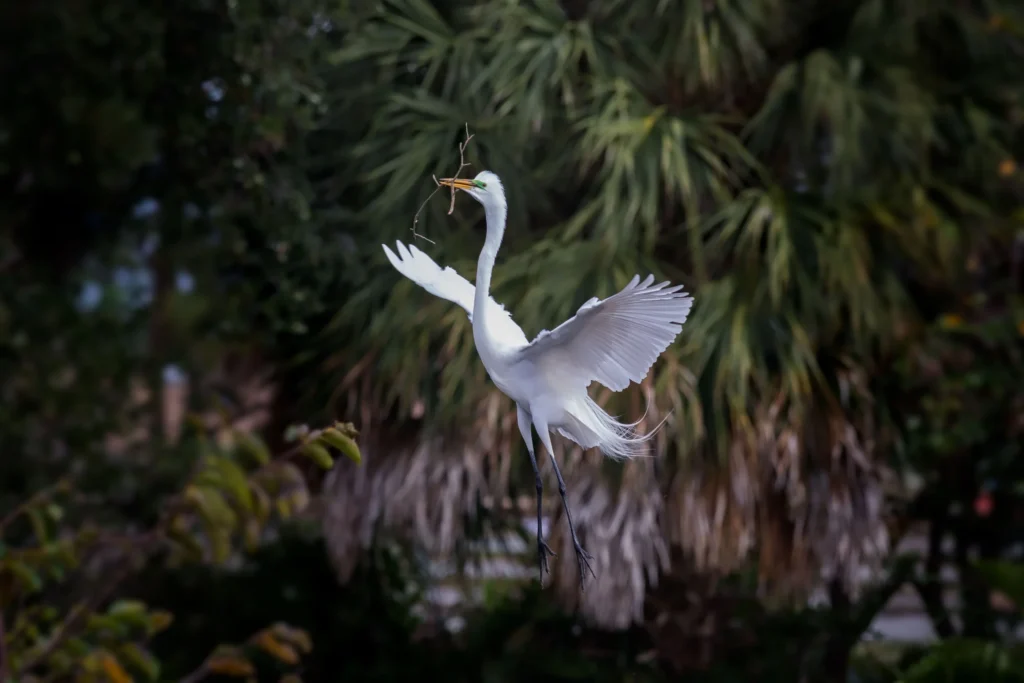 wildlife-05-Great-Egret4