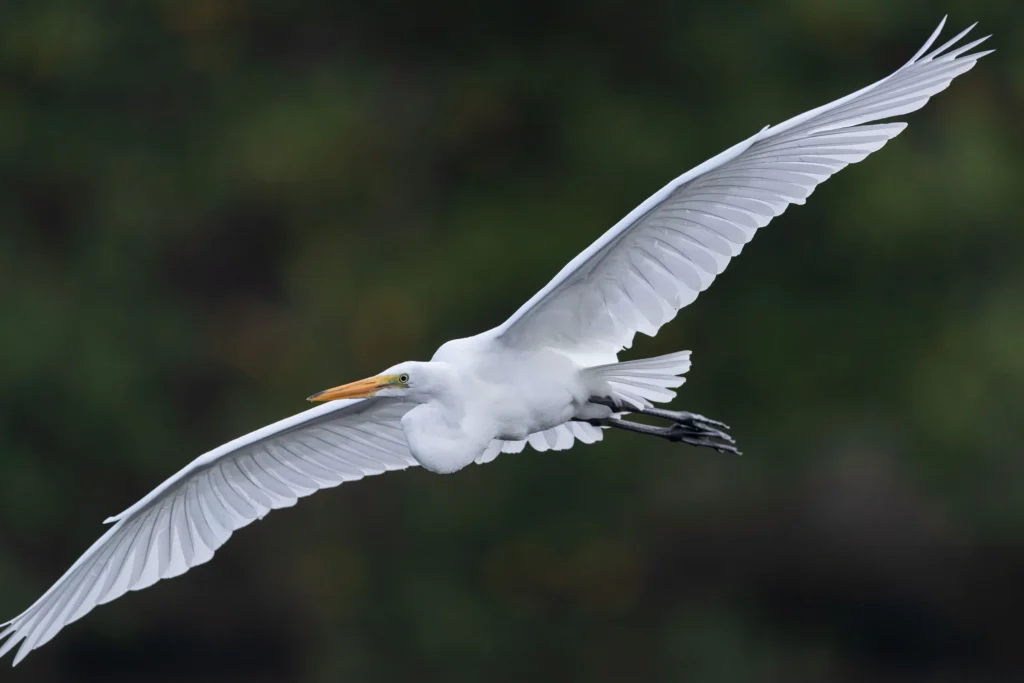 wildlife-06-Great-Egret5