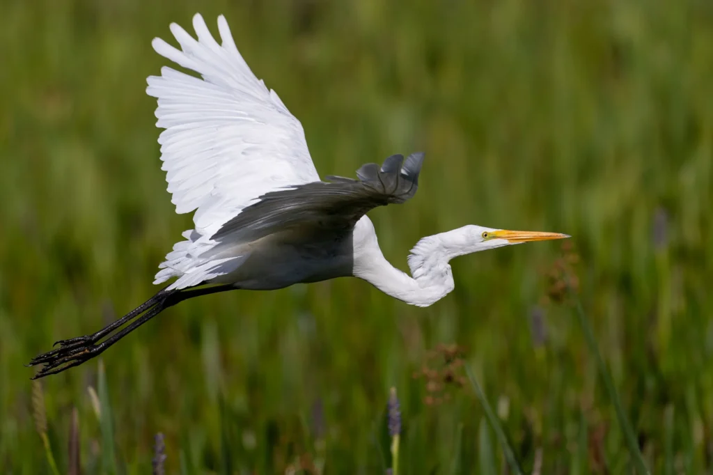 wildlife-07-great-egret1